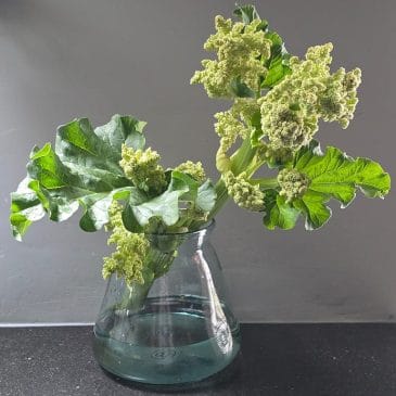 Dubbel genieten van de rabarberplant