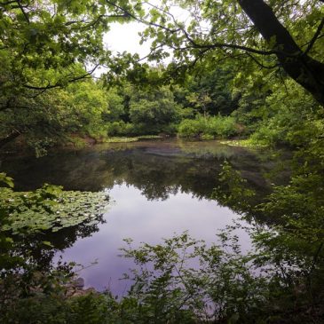 Prachtige plek midden in de bossen van Odoorn.